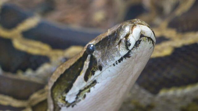 Closer look of the white spots on the boa constrictor