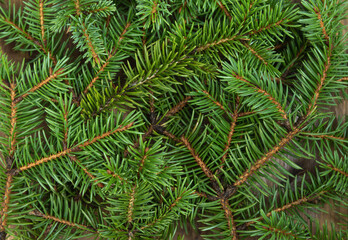 green background of fir twigs. Festive background, banner with natural materials