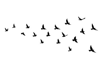 Fototapeta premium Flying birds silhouettes on isolated background. Vector illustration. isolated bird flying. tattoo and wallpaper background design.