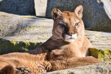 2020-10-20 A LARGE COUGAR SUNNING ON SOME BOULDERS