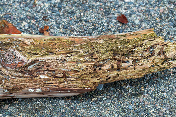 Rotting piece of driftwood along the shore of Watmough Bay, Lopez Island, Washington, USA