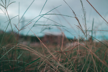 grass in the wind