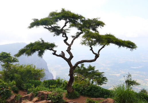 nelliyampathy view point
