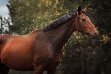 Fototapeta premium Horse