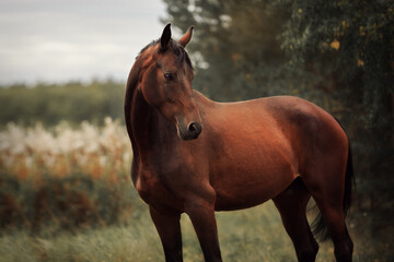 Fototapeta premium Horse