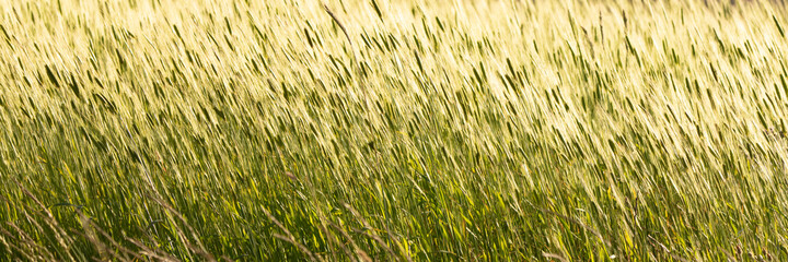 Wheat field in summer, beautiful background
