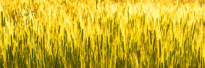 Wheat field in summer, beautiful background
