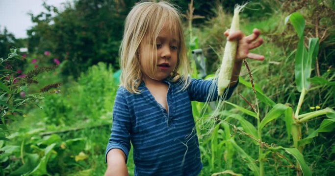 A little preschooler is removing the leaves from a cob of corn in a garden