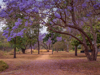 Jacarandas Blooming in Parkland