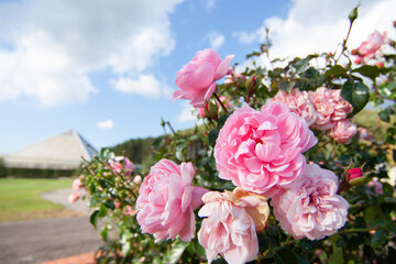 バラ園に咲くピンクのバラ - obrazy, fototapety, plakaty