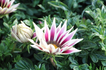 Bloom Of September, Banff National Park, Alberta