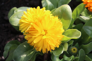 Bright Yellow Flowers, Banff National Park, Alberta
