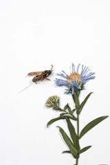 Still life with wasps and herbarium