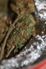 Cannabis buds medical marihuana super lemon haze high quality modern prints