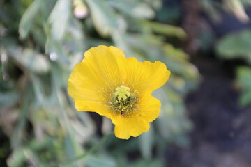 Yellow Poppy In Bloom, Banff National Park, Alberta