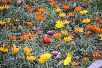 Last Summer Colours In The Garden, Banff National Park, Alberta