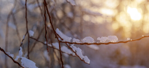 Obraz premium Thin bare twig covered with ice in the soft light of evening sun, blurred background. Winter theme.