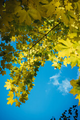 Canadian maple tree branches with fall yellow leaves against clear blue sky in sunlight. Colorful autumn background with copy space. Autumnal concept.