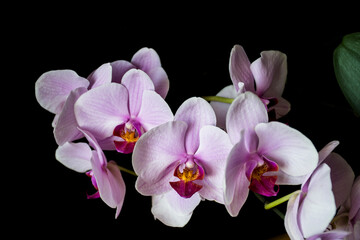 Vivid Moth Orchid flowers on black background. Light pink blooms with yellow lips.