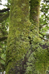 木の幹に生えた苔