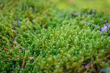 Wet green moss, close-up, selective focus. Natural plant background.