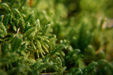 Close-up wet green moss growing on ground, selective focus, blurred backdrop. Forest moss in sunlight, macro. Ecological background.