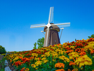 【大阪】風車の丘とマリーゴールド／鶴見緑地