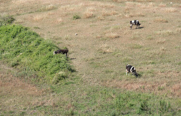 cows grazing in the meadow, grass field