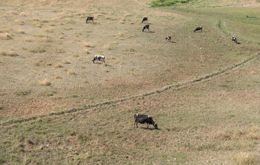 cows grazing in the meadow, grass field