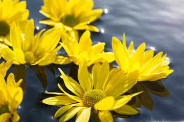 雪解けと水とスプレー菊