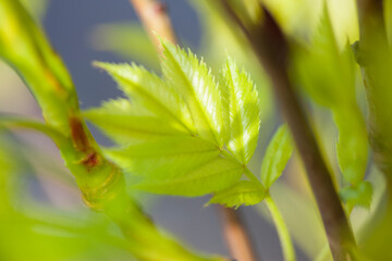 ナナカマドの若葉