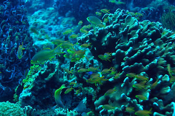 underwater sponge marine life / coral reef underwater scene abstract ocean landscape with sponge