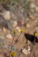 Yellow discoid head inflorescences of Western Fineleaf, Hymenopappus Filifolius, Asteraceae, native herbaceous perennial in Baldwin Lake Reserve, San Bernardino Mountains, Transverse Ranges, Summer.
