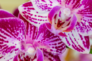 Macro indoor view of beautiful purple and white flower blossoms on a moth orchid (phalaenopsis) plant with a white background