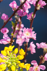 桃の花と菜の花