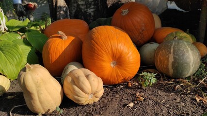 pumpkin on the ground