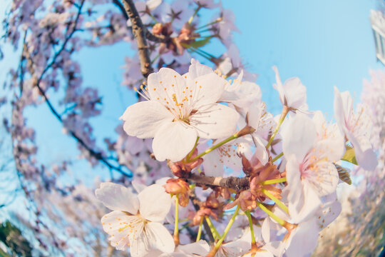 さくらの花 / 春・旅立ちのイメージ
