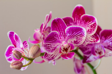 Macro indoor view of beautiful purple and white flower blossoms on a moth orchid (phalaenopsis) plant with a white background
