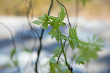 ナナカマドの若葉