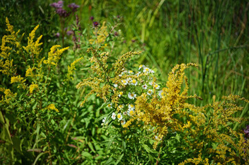 Obraz premium autumn flowers