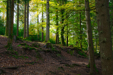 Herbststimmung in den Wäldern der Vogesen