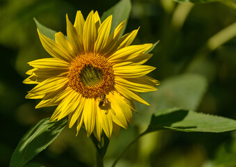 sunflower flower in the field with bee