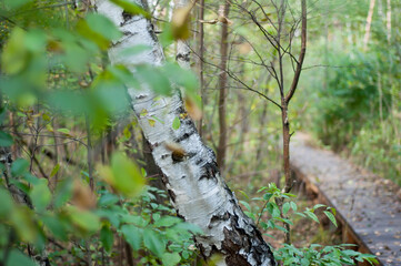 White birch tree and defocused forest, Poland. The leaves are still green, but the autumn is already in the park.