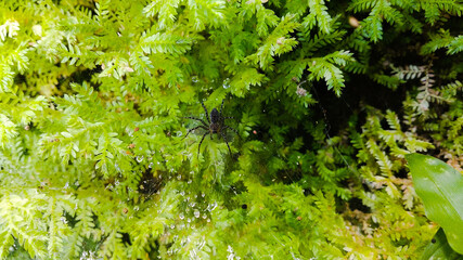 Black colored spider on ferns
