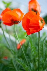 red blooming poppies in the garden