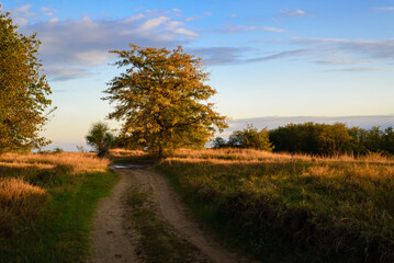 Meadow landscape in sunset in Deliblatska pescara national park in Serbia