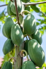 Raw papaya fruits growing on the tre
