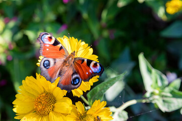 Close up of colorful European Peacock Butterfly, or Aglais io