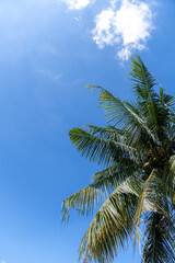 Coconut palm tree on sky background for summer