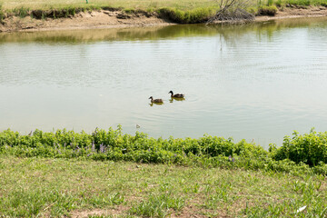 Pair of brown ducks
